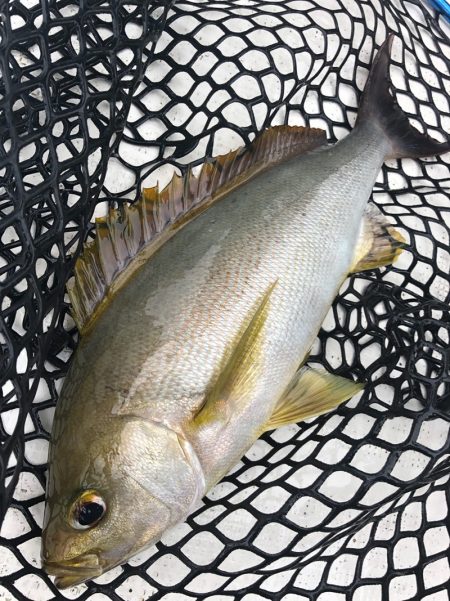 「LaGooN」蒼陽丸 日和号 釣果