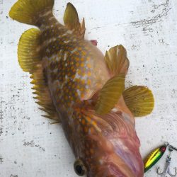 「LaGooN」蒼陽丸 日和号 釣果