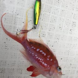 「LaGooN」蒼陽丸 日和号 釣果