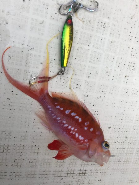 「LaGooN」蒼陽丸 日和号 釣果