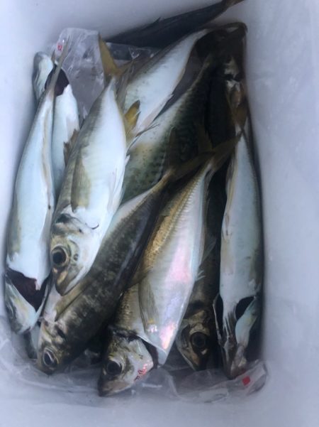 ヤザワ渡船 釣果