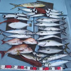 清和丸 釣果