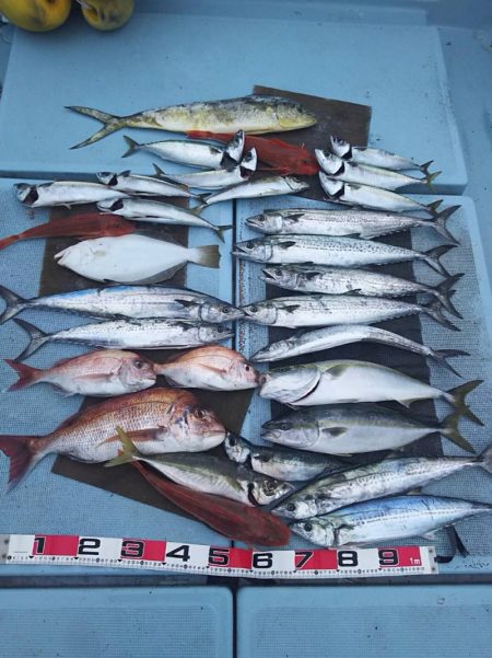 清和丸 釣果