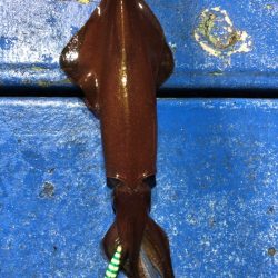 海龍丸（石川） 釣果