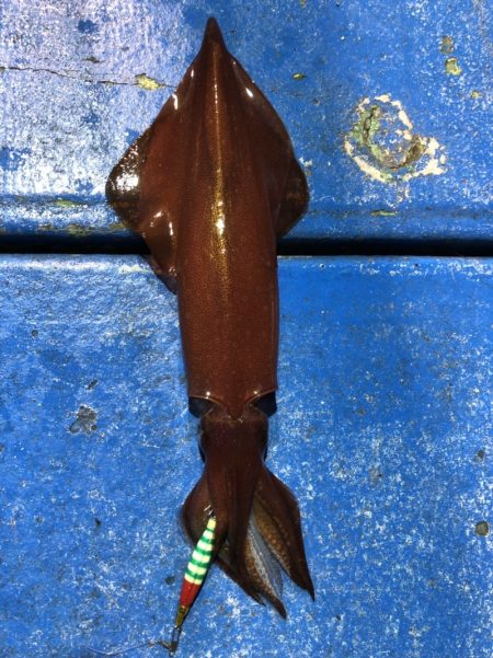 海龍丸（石川） 釣果