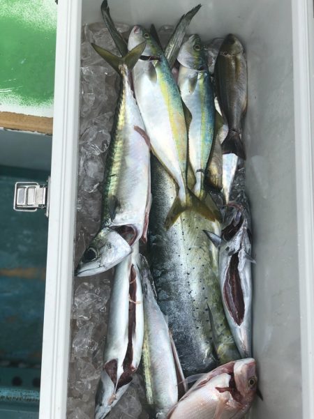 丸万釣船 釣果