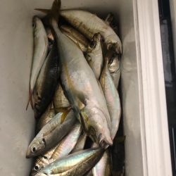 ヤザワ渡船 釣果