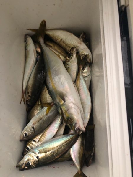 ヤザワ渡船 釣果