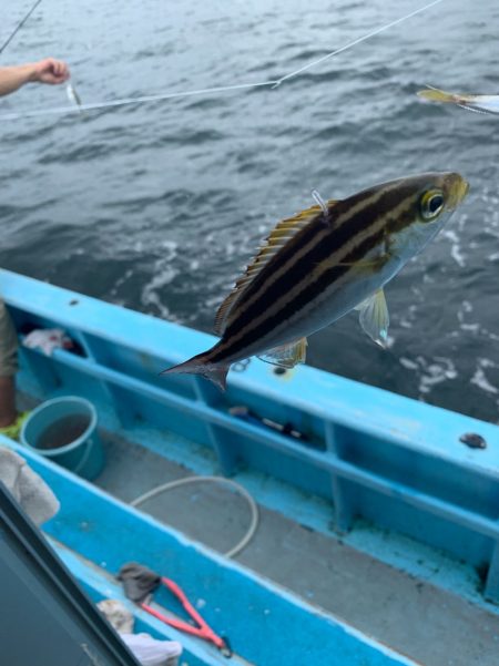 みやけ丸 釣果