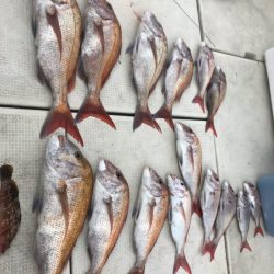 遊漁船メテオ 釣果