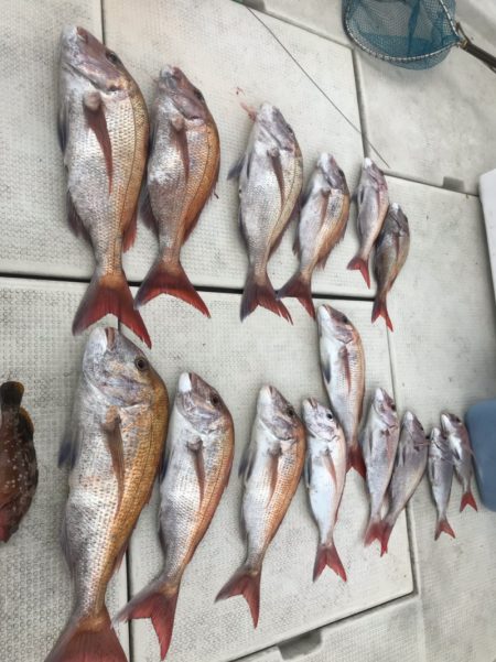 遊漁船メテオ 釣果