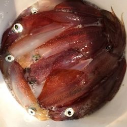 第二八坂丸 釣果