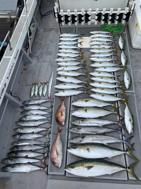 SeaRide(シーライド) 釣果