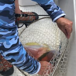 「LaGooN」蒼陽丸 日和号 釣果