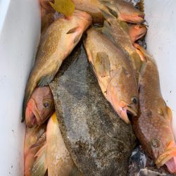 エヌスタイル 釣果