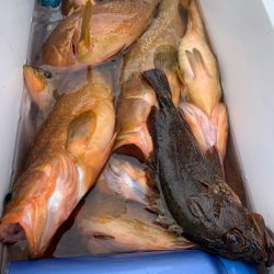 エヌスタイル 釣果