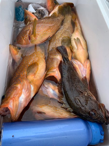 エヌスタイル 釣果