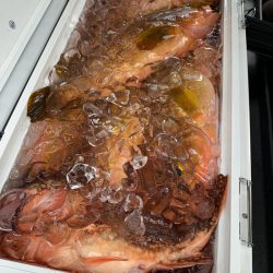 エヌスタイル 釣果