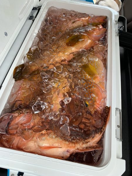 エヌスタイル 釣果