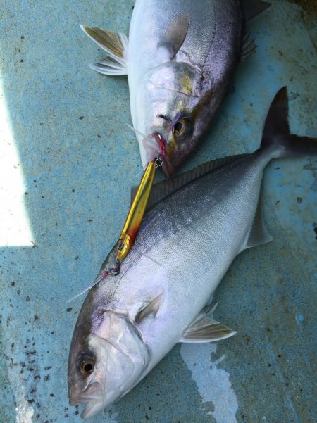ぽん助丸 釣果