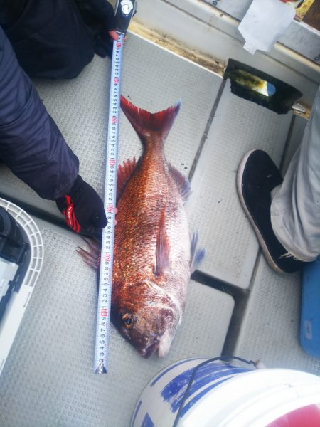 ブルドック 釣果