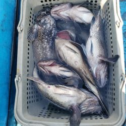 さち丸 釣果