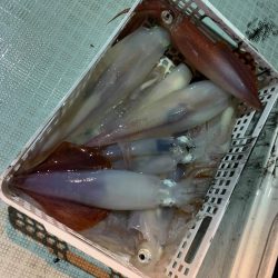 アマテラス 釣果