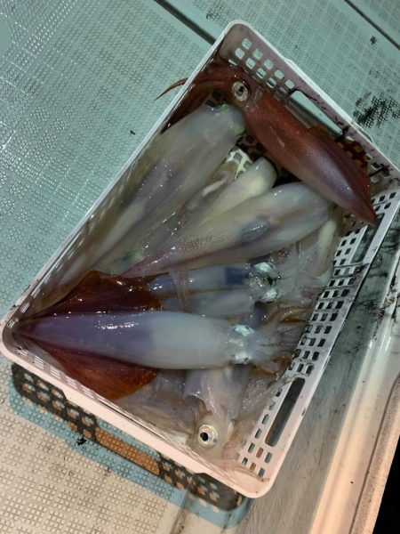 アマテラス 釣果