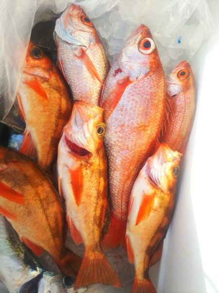 ブルドック 釣果