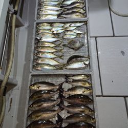 エンペラー 釣果