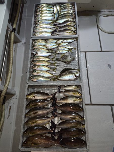 エンペラー 釣果