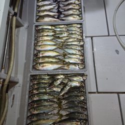 エンペラー 釣果