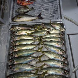 エンペラー 釣果