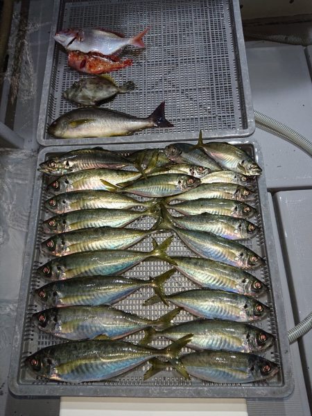 エンペラー 釣果