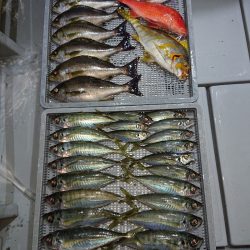 エンペラー 釣果