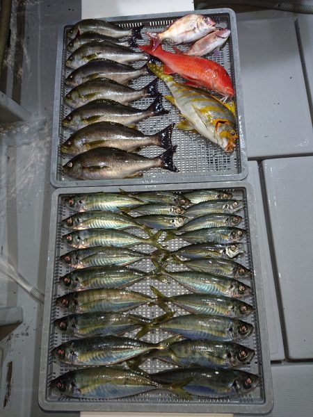 エンペラー 釣果