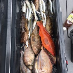 渡船屋たにぐち 釣果