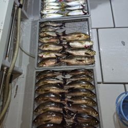 エンペラー 釣果