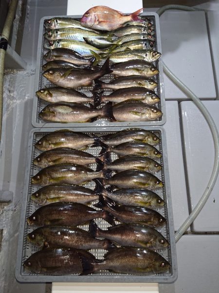 エンペラー 釣果