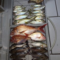 エンペラー 釣果