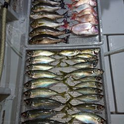 エンペラー 釣果