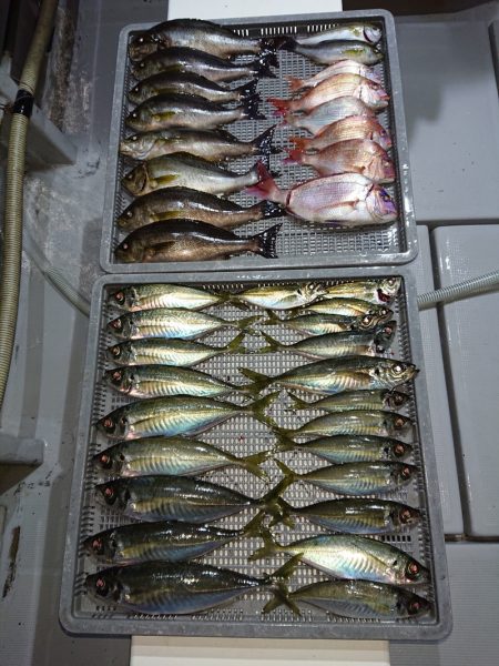 エンペラー 釣果