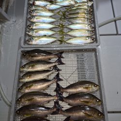 エンペラー 釣果