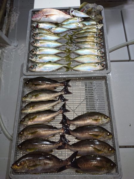 エンペラー 釣果