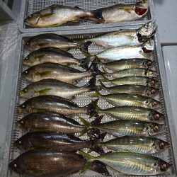 エンペラー 釣果