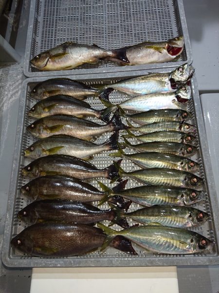 エンペラー 釣果