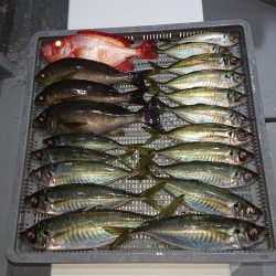 エンペラー 釣果