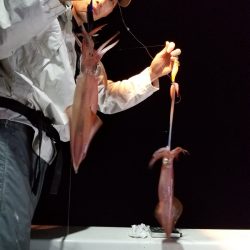 アマテラス 釣果