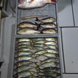 エンペラー 釣果