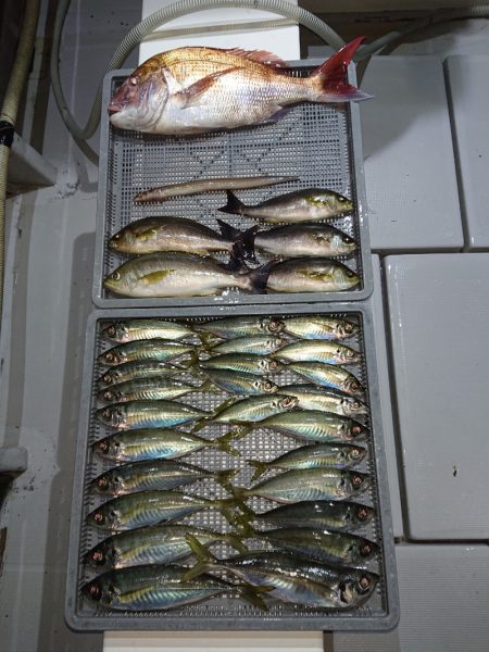 エンペラー 釣果